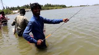 Mullet Fish Fishing in River using Maida bait [upl. by Belak760]