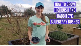 How to Grow Highbush amp Rabbiteye Blueberry Bushes [upl. by Aseneg191]