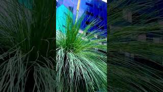 Grass tree deanastvids australia australian australianflora nativetrees [upl. by Parrie]