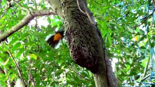 Violaceous trogon also known as the Guianan trogon Bush Bush Forest Trinidad [upl. by Beaudoin]