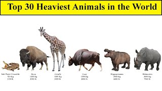 Top 30 Heaviest Animals in the World  Comparison List [upl. by Laspisa]