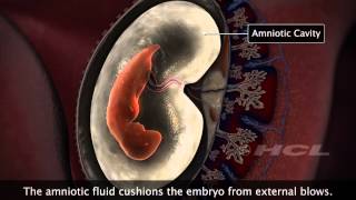 HCL Learning  Embryonic Development in Humans [upl. by Lydon643]