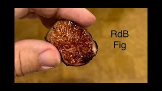 RdB Fig Review [upl. by Cloots]