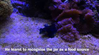 Mandarin fish feeding on frozen food Synchiropus splendidus [upl. by Laughton]