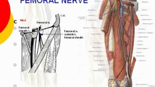 53 L Limb Femoral nerve د أحمد كمال cxt [upl. by Lennod]