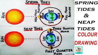 spring tides and neap tides drawing [upl. by Nylidam154]