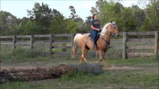 Awesome golden palomino roan Tennessee Walking Horse for sale [upl. by Iliak]