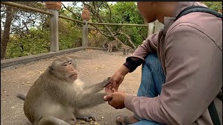 Adorable monkey eating food [upl. by Akima690]