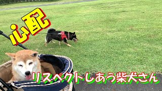 【柴犬 ひなマロ】９月のプチ散歩・・・ガァウガァウし合う中でも、お互いを思う優しい赤柴黒柴さん [upl. by Asiram731]