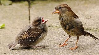 Two Critical Weeks for Fledgling House Sparrows [upl. by Satterlee238]