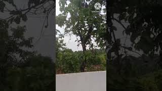 Gokarna resort lo e chettu kanipichundhi meeku chettu Peru telisthe comment cheyyandi pls subscribe [upl. by Kwapong]