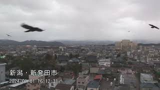 【新潟】地震発生時情報カメラまとめ 長岡市・糸魚川市・新潟市 新潟空港万代シテイ新潟駅 新発田市・小千谷市・焼山 能登半島地震 Earthquake Japan Noto [upl. by Assilla]