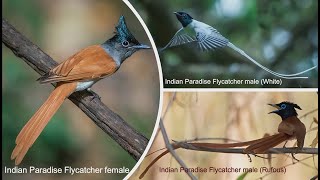 Indian Paradise Flycatcher Breeding Habitat in 4K  Indian Birds  TRIPEPS [upl. by Enad669]