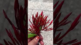 Ixora Coccinea flower ki kali💐💐youtubeshorts viralvideo flowers nature trending subscribe [upl. by Catlee316]