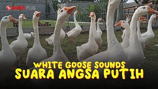 GOOSE SOUNDS  SUARA ANGSA PUTIH [upl. by Castra]