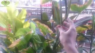 How to deal with leaves turning brown problem on SyngoniumArrowhead or other philadendron plants [upl. by Nnaeitak]