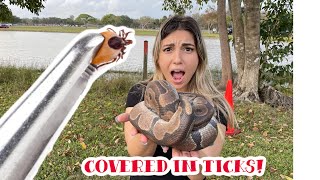 REMOVING 110 TICKS OFF OF A WILD BALL PYTHON [upl. by Ruggiero]