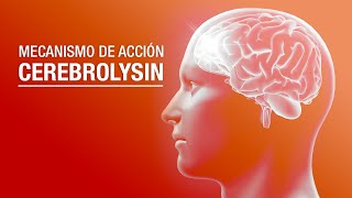 Mecanismo de acción de Cerebrolysin [upl. by Loux]