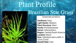 Brazilian Stargrass Aquarium plant profile aquarium plantedtank plantedaquarium [upl. by Thunell122]