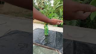 anti water plant shorts ytshorts viral [upl. by Batholomew]