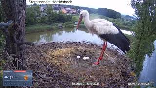 2024 06 01 Storchennest Heroldsbach nasse Küken wurden gerettet und Hühnereier reingelegt Warum [upl. by Worl575]