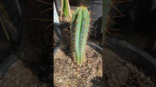 Trichocereus Peruvianus hybrid quot Icaros x J5quot trichocereus cactus plants gardening garden [upl. by Eislel95]