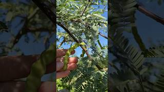 Velvet Mesquite Prosopis articulata fruiting [upl. by Esinereb]