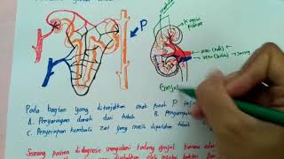 Ginjal nefron tubulus dan penyakit ginjal serta penjelasannya [upl. by Iphlgenia422]