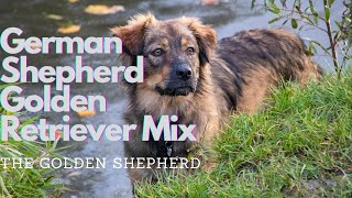 Golden Retriever German Shepherd Mix Meet The Golden Shepherd [upl. by Enimsay]