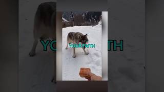 WHOLESOME ANIMAL MOMENTS❤️‍🩹🥲 AleVik Shorts shorts viralvideo [upl. by Clorinda]