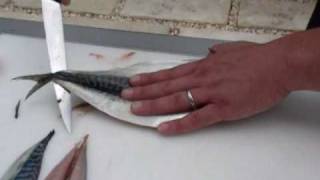 Passionate About Fish  How to fillet a Mackerel [upl. by Smiga]