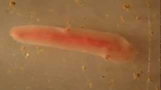 Bright pink flatworm [upl. by Ennybor561]