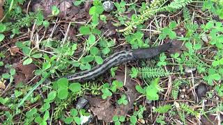 The largest land slug species in the world Limax Cinereoniger 🐌 Ukkoetana Schwarzer Schnegel 달팽이 EU [upl. by Nauqet904]