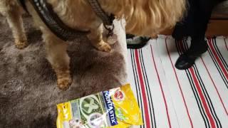 Dog Chew Tip For Dentastix [upl. by Anama]