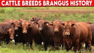 ⭕ Cattle Breeds Brangus History ✅ Brangus Cattle  Bulls [upl. by Hoffman979]