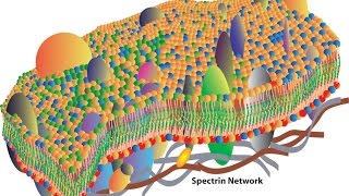 Cell membranes [upl. by Eneja644]