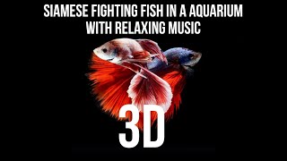 🐟│Siamese Fighting Fish in a Aquarium with Relaxing Music 4K 💥 [upl. by Gall488]