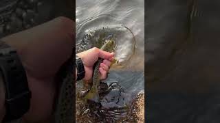 Start of Maine foliage and brown trout fly fishing [upl. by Belding660]