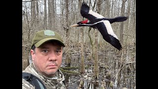 The Last Chance to Find the IvoryBilled Woodpecker [upl. by Ycniuq]