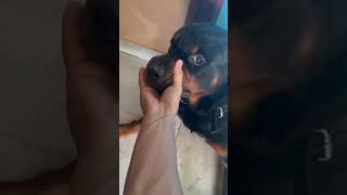 Aggressive Rottweiler attack on his owner rottweiler [upl. by Arais342]