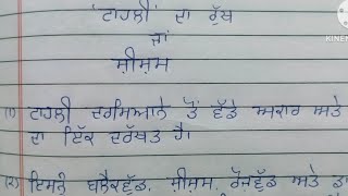 ਟਾਹਲੀ ਦਾ ਰੁੱਖ sheesham tree in punjabi 10 lines about shesham in punjabi [upl. by Aracot]