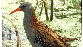 صوت مرعة الماء، Râle deau chant الجزائر algerie [upl. by Einaled506]