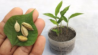 Grow cardamom from seeds  Grow Properly at home  Grow plants from seeds [upl. by Eniamrej]