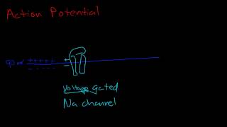 Resting potential and action potential [upl. by Akinimod453]