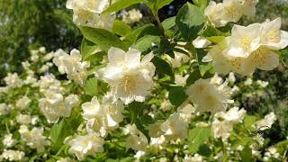 Philadelphus coronarius pustoryl věncový [upl. by Jemma]