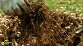 Cortaderia selloana propagazione [upl. by Oicneconi]