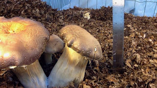 Mushroom Growth Time Lapse  Stropharia rugosoannulata [upl. by Verna]