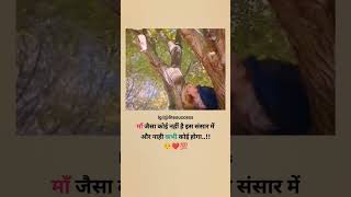 मां की ममता के आगे कोई नहीं video [upl. by Bass97]