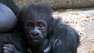 Shindy and here baby gorilla Artis [upl. by Innob996]