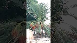 ⭐ Dates Trees 🌴 allah muhammadﷺ shortvideo love mashallah subhanallah datestree subhanallah [upl. by Adym]